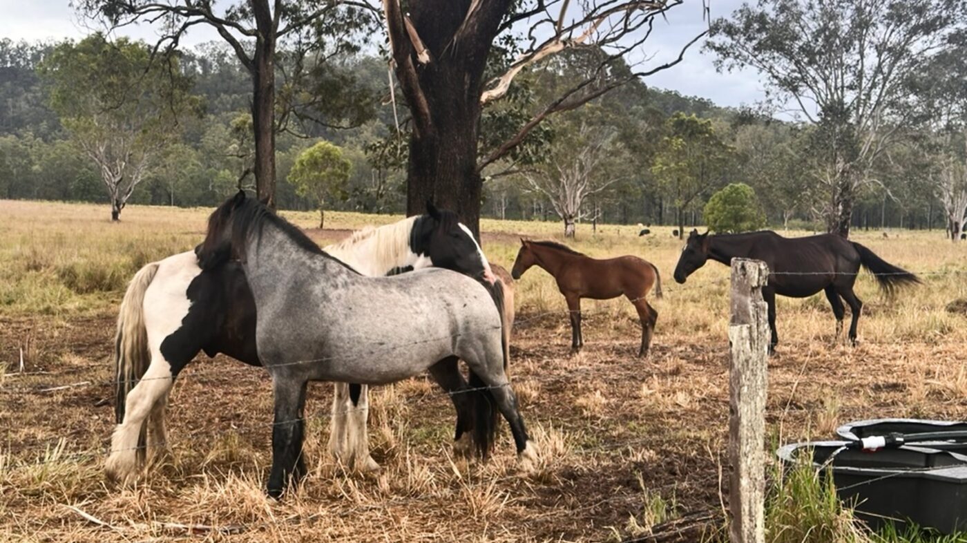The dirty dozen - our horses.