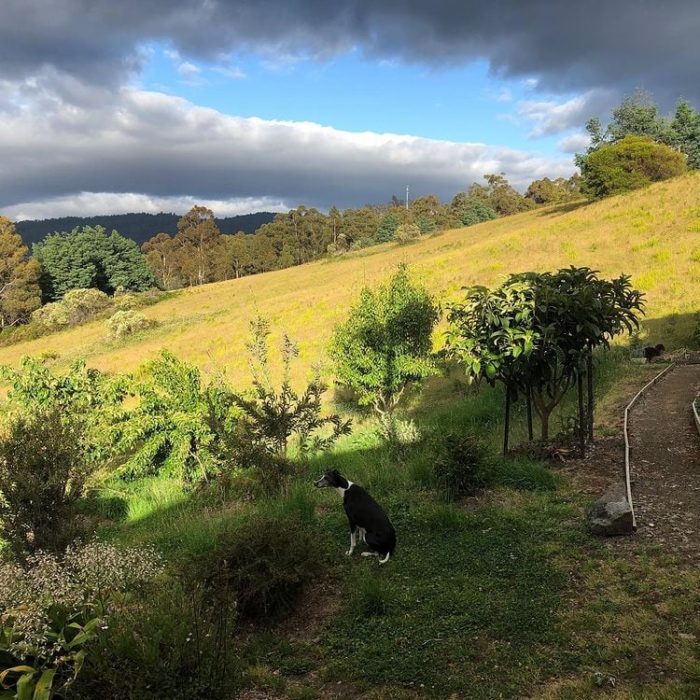 badger-on-the-hill