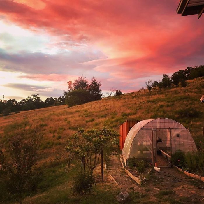 sunset-polytunnel